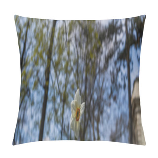 Personality  Low Angle View Of Narcissus Flower Outdoors, Banner  Pillow Covers