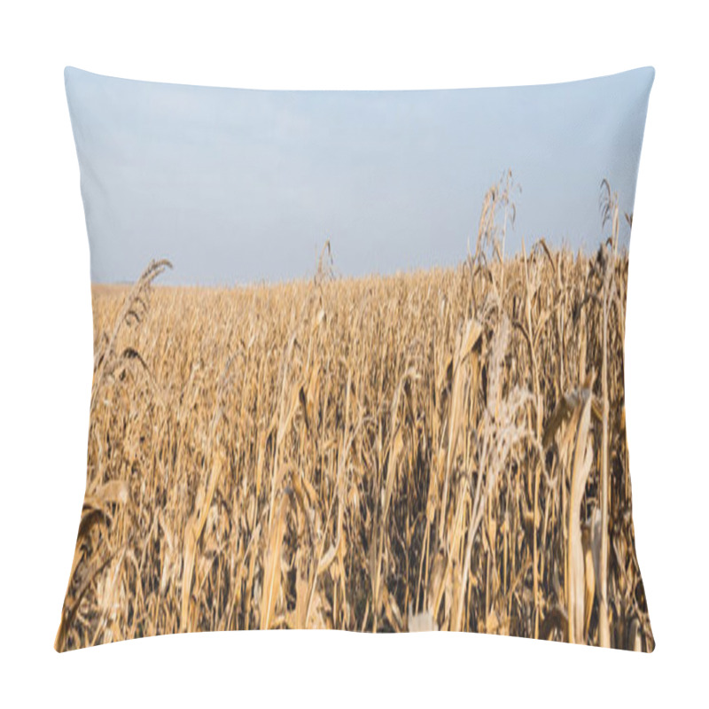 Personality  panoramic crop of corn field with with dry leaves against blue sky  pillow covers