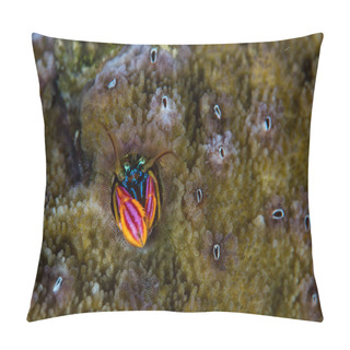 Personality  Colorful Hermit Crab In Solomon Islands Pillow Covers