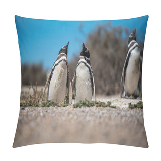 Personality  Colony Of Magellanic Penguins (Spheniscus Magellanicus) On Isla Magdalena In The Strait Of Magellan, Chile. Pillow Covers