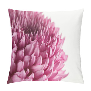 Personality  Close Up View Of Purple Chrysanthemum Isolated On White Pillow Covers