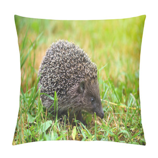 Personality  Hedgehog, (Scientific Name: Erinaceus Europaeus) Wild, Native Pillow Covers