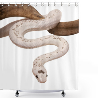 Personality  Snake Slithering In Front Of White Background, Studio Shot Shower Curtains