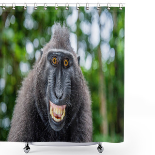 Personality  Crested Macaque With Open Mouth On The Green Natural Background. Sulawesi Crested Macaque, Or Black Ape. Natural Habitat. Sulawesi Island. Indonesia Shower Curtains
