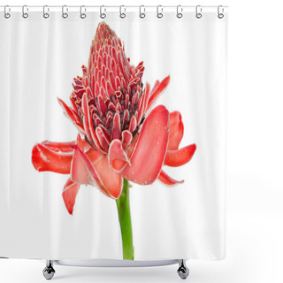 Personality  Tropical Flower Red Torch Ginger (Etlingera Elatior Or Zingibera Shower Curtains