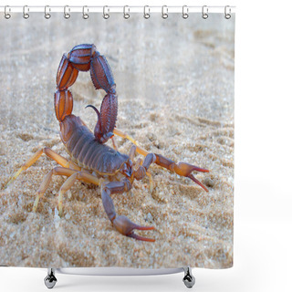 Personality  Aggressive Scorpion Shower Curtains