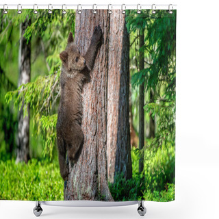 Personality  Brown Bear Cub Climbs A Tree. Natural Habitat. In Summer Forest. Sceintific Name: Ursus Arctos. Shower Curtains
