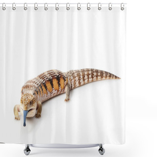 Personality  Eastern Blue-tongued Skink Shower Curtains