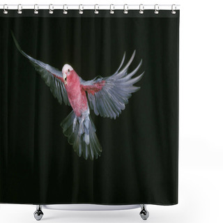 Personality  Galah, Eolophus Roseicapilla, Adult In Flight Against Black Background  Shower Curtains