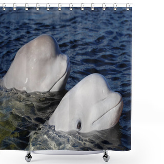 Personality  Beluga Whales On The Surface Shower Curtains