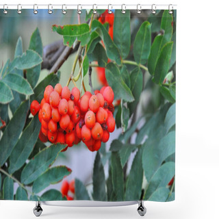 Personality  Rowan Berries, Mountain Ash (Sorbus) Tree With Ripe Berry Shower Curtains