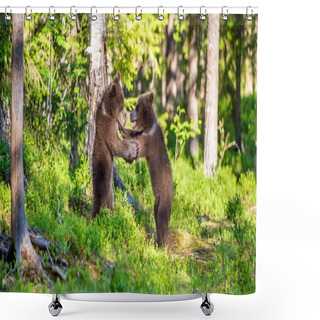 Personality  Brown Bear Cubs Playfully Fighting In Summer Green Forest. Scientific Name: Ursus Arctos Arctos. Natural Habitat. Shower Curtains