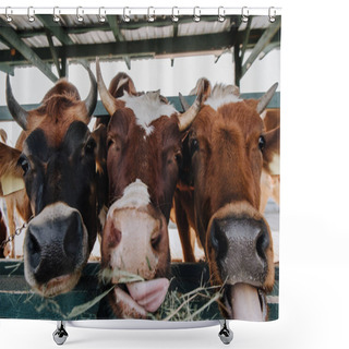 Personality  Close Up Portrait Of Beautiful Domestic Cows Eating Hay In Barn At Farm  Shower Curtains