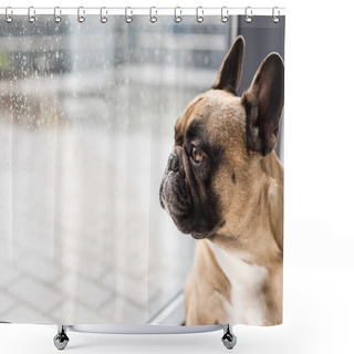 Personality  Dog Looking At Window Shower Curtains