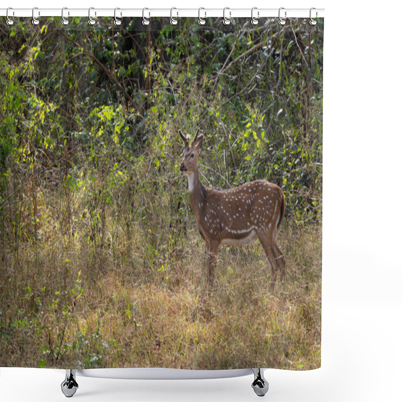 Personality  Chital - Axis Axis, Beautiful Colored Small Deer From Asian Grasslands, Bushes And Forests, Nagarahole Tiger Reserve, India. Shower Curtains