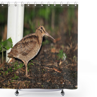 Personality  Amami Woodcock (Scolopax Mira) In Amami Island, Japan Shower Curtains