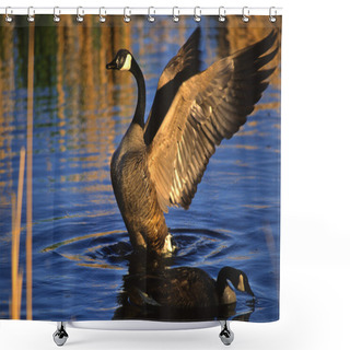 Personality  Canada Goose Shower Curtains
