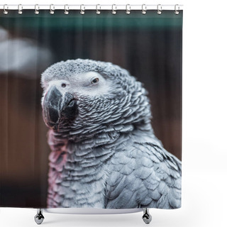 Personality  Close Up View Of Vivid Grey Fluffy Parrot With Big Beak Shower Curtains