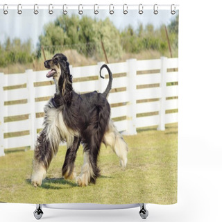Personality  Afghan Hound Shower Curtains
