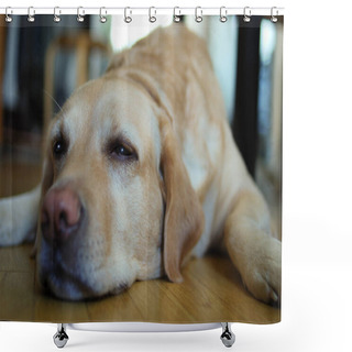 Personality  The Dog Is On Vacation. Gamma Of Feelings.  Shower Curtains