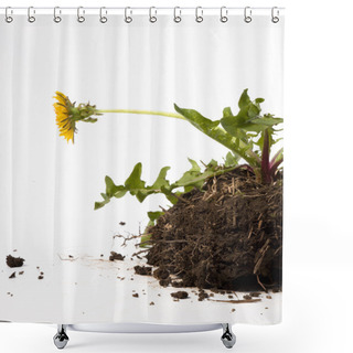 Personality  Dandelion Weed Shower Curtains