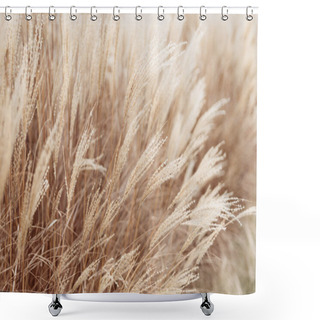 Personality  Abstract Natural Background Of Soft Plants Cortaderia Selloana. Pampas Grass On A Blurry Bokeh, Dry Reeds Boho Style. Fluffy Stems Of Tall Grass In Winter Shower Curtains