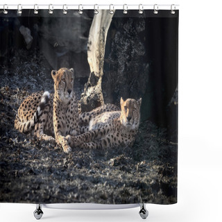 Personality  Amur Leopards Shower Curtains