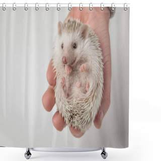 Personality  Adorable African Dwarf Hedgehog Relaxing In People's Hand Looks To Side Shower Curtains