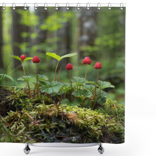 Personality  Close-up Of Wild Berries In The Forest, Texture Focus With High Detail On The Surface And Natural Roughness, Vibrant Reds Against Green Foliage Shower Curtains