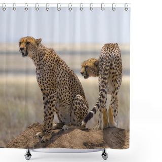Personality  Two Cheetahs In Its Habitat Shower Curtains