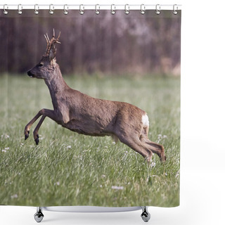 Personality  Roe Deer Jumping Shower Curtains