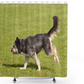 Personality  Dog Race Shower Curtains