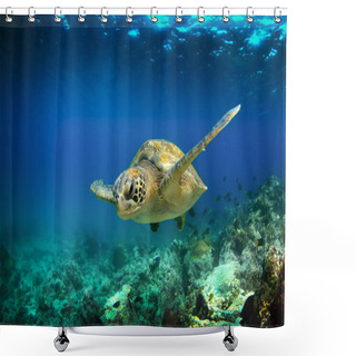 Personality  Green Sea Turtle Swimming Underwater Shower Curtains
