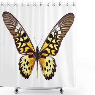 Personality  Giant African Swallowtail Shower Curtains