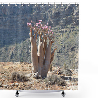 Personality  Yemen, Socotra, Bottle Trees (desert Rose - Adenium Obesum) On Mumi Plateau Shower Curtains