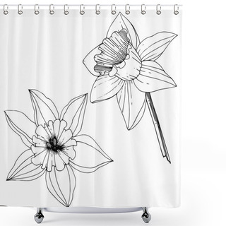 Personality  Vector Narcissus Flowers. Black And White Engraved Ink Art. Isolated Daffodils Illustration Element On White Background. Shower Curtains