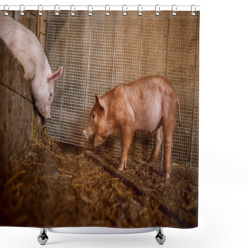 Personality  Closeup Of Cute Small Piglets Eating In Pigsty Shower Curtains