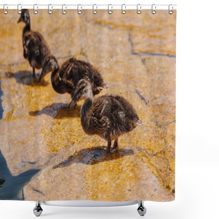 Personality  Selective Focus Of Three Ducklings Standing On Shallow Water Shower Curtains