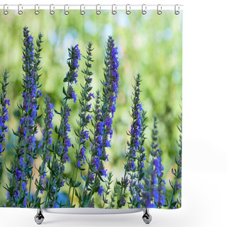 Personality  Purple Flowers Of Hyssop (hyssopus Officinalis) Shower Curtains