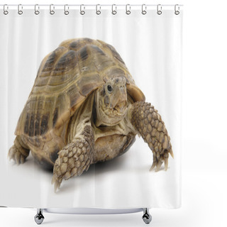 Personality  Turtle2 Shower Curtains