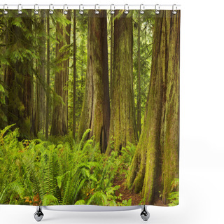 Personality  Lush Rainforest In Cathedral Grove, Vancouver Island, Canada Shower Curtains
