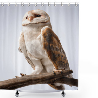 Personality  Cute Wild Barn Owl On Wooden Branch On White Shower Curtains