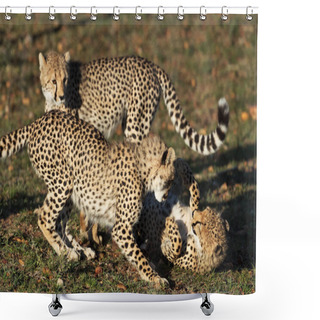 Personality  Leopards On Grass In Savannah In Kenya Shower Curtains