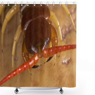 Personality  Giant Centipede (Scolopendra Subspinipes) Shower Curtains