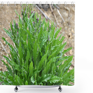 Personality  In The Wild, Cynoglossum Officinale Blooms Among Grasses Shower Curtains