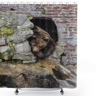 Personality  Brown Bear 2 Shower Curtains