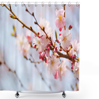 Personality  Cherry Blossom. Sakura In Springtime. Beautiful Pink Flowers Shower Curtains