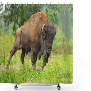 Personality  Bison Shower Curtains