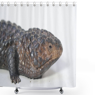 Personality  Shingle Back Lizard Or Tiliqua Rugosa, Or Bobtail Lizard, Is A Short-tailed, Slow-moving Species Of Blue-tongued Skink (genus Tiliqua) Endemic To Australia. Shower Curtains