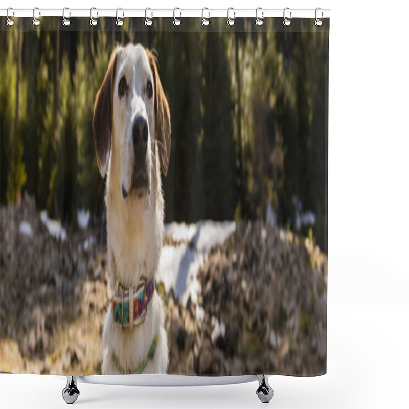 Personality  Dog With Collar Looking Away In Blurred Forest, Banner  Shower Curtains